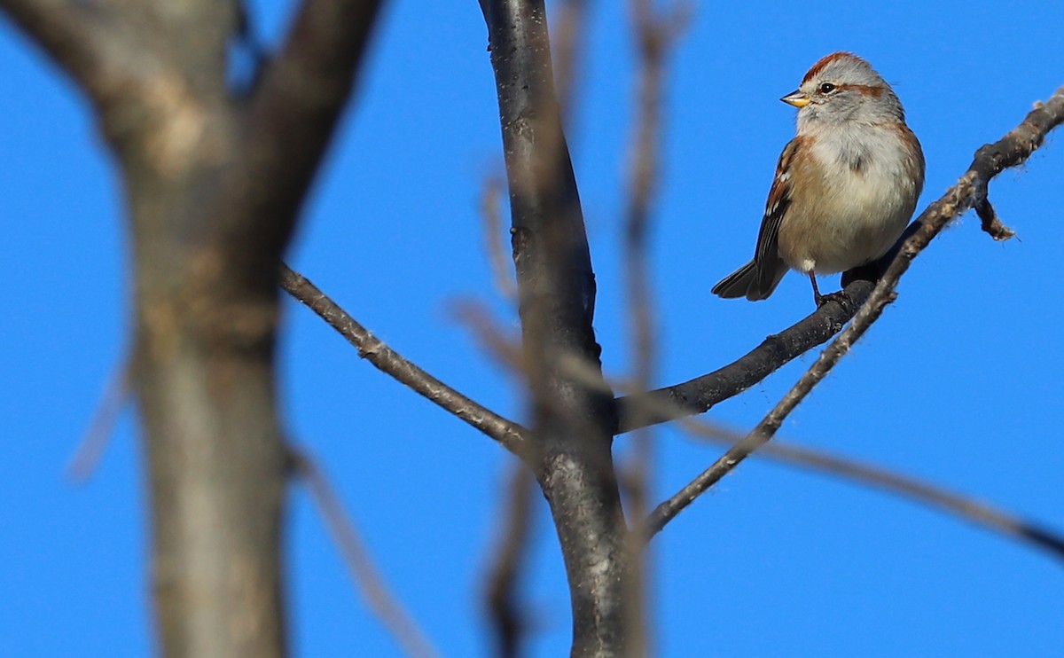 American Tree Sparrow - ML508850841