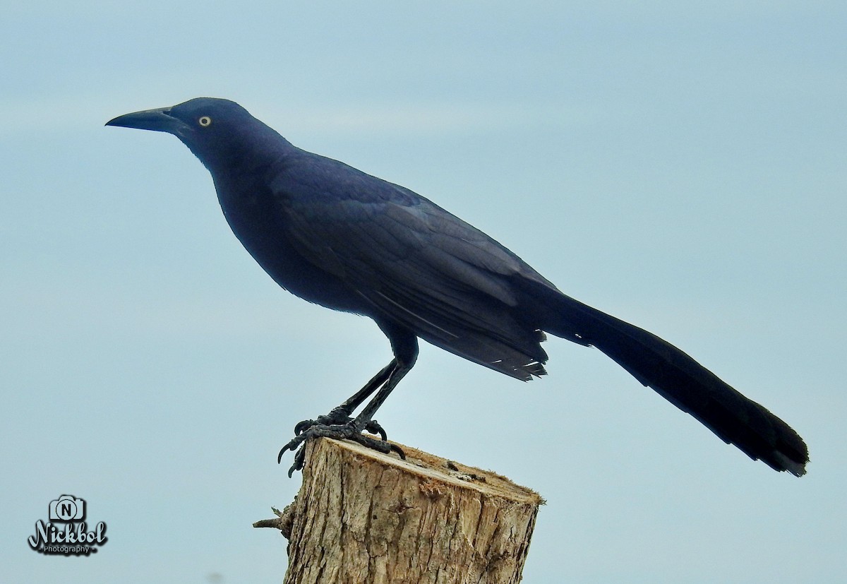 Great-tailed Grackle - ML50885121