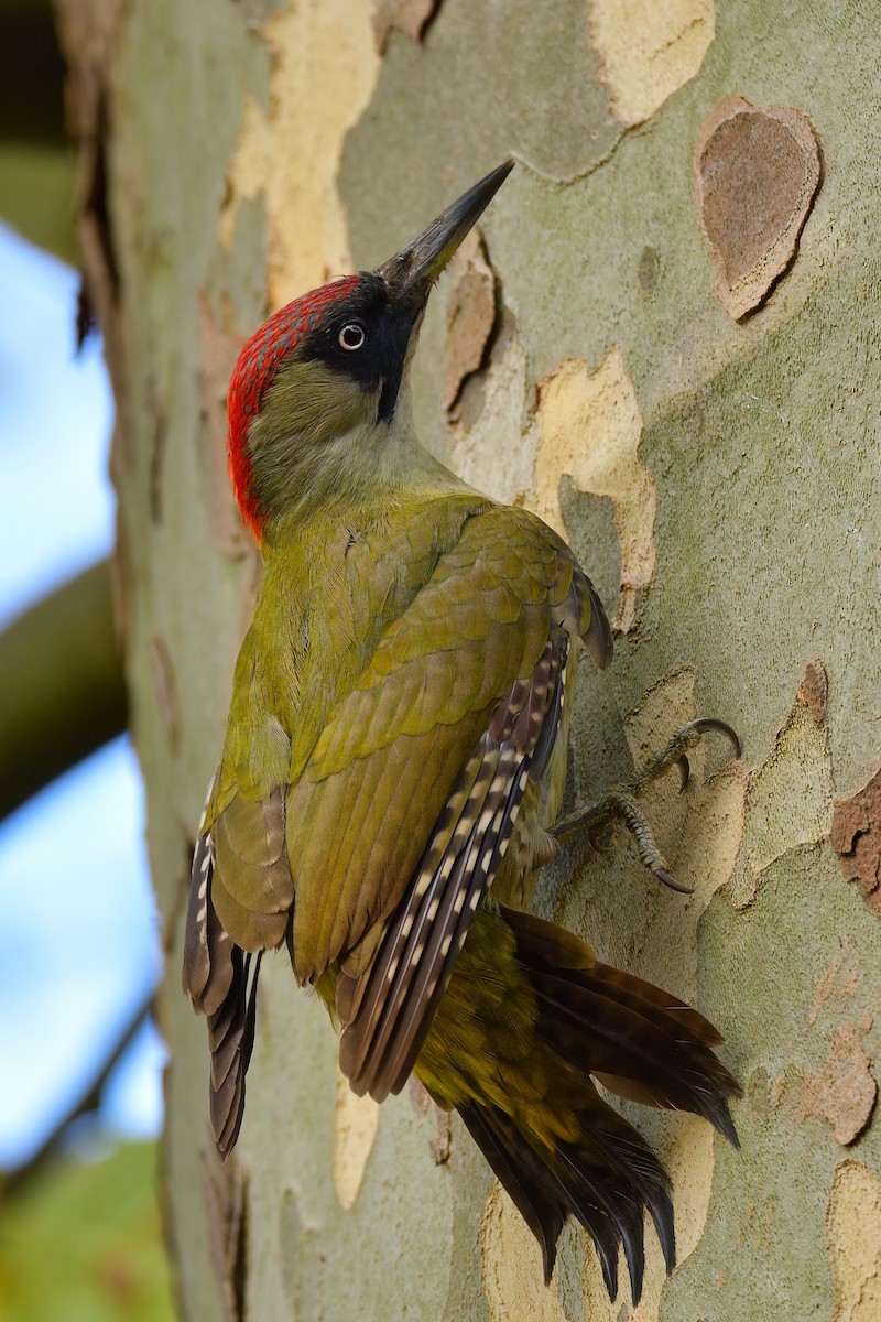 Eurasian Green Woodpecker - ML508851441