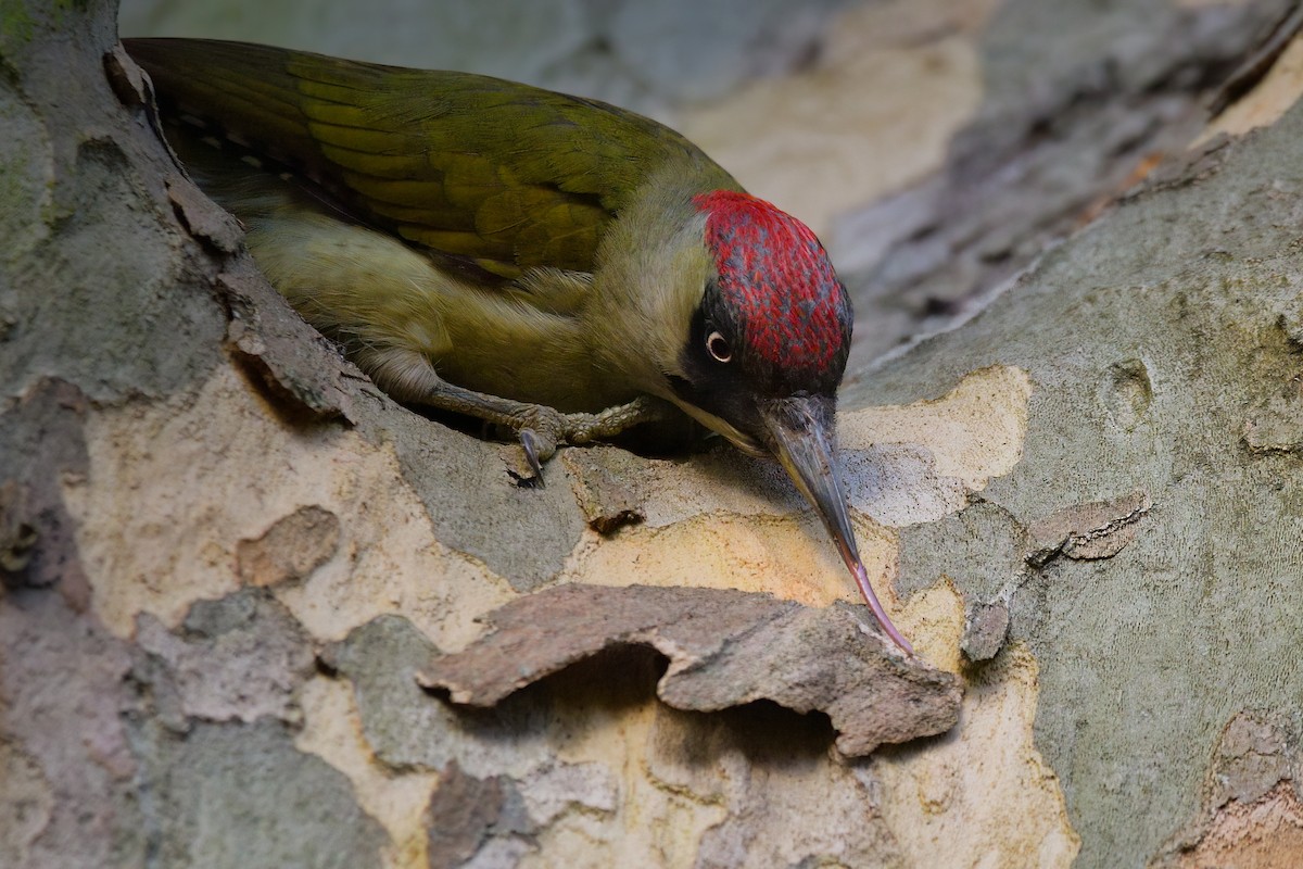 Eurasian Green Woodpecker - ML508851871