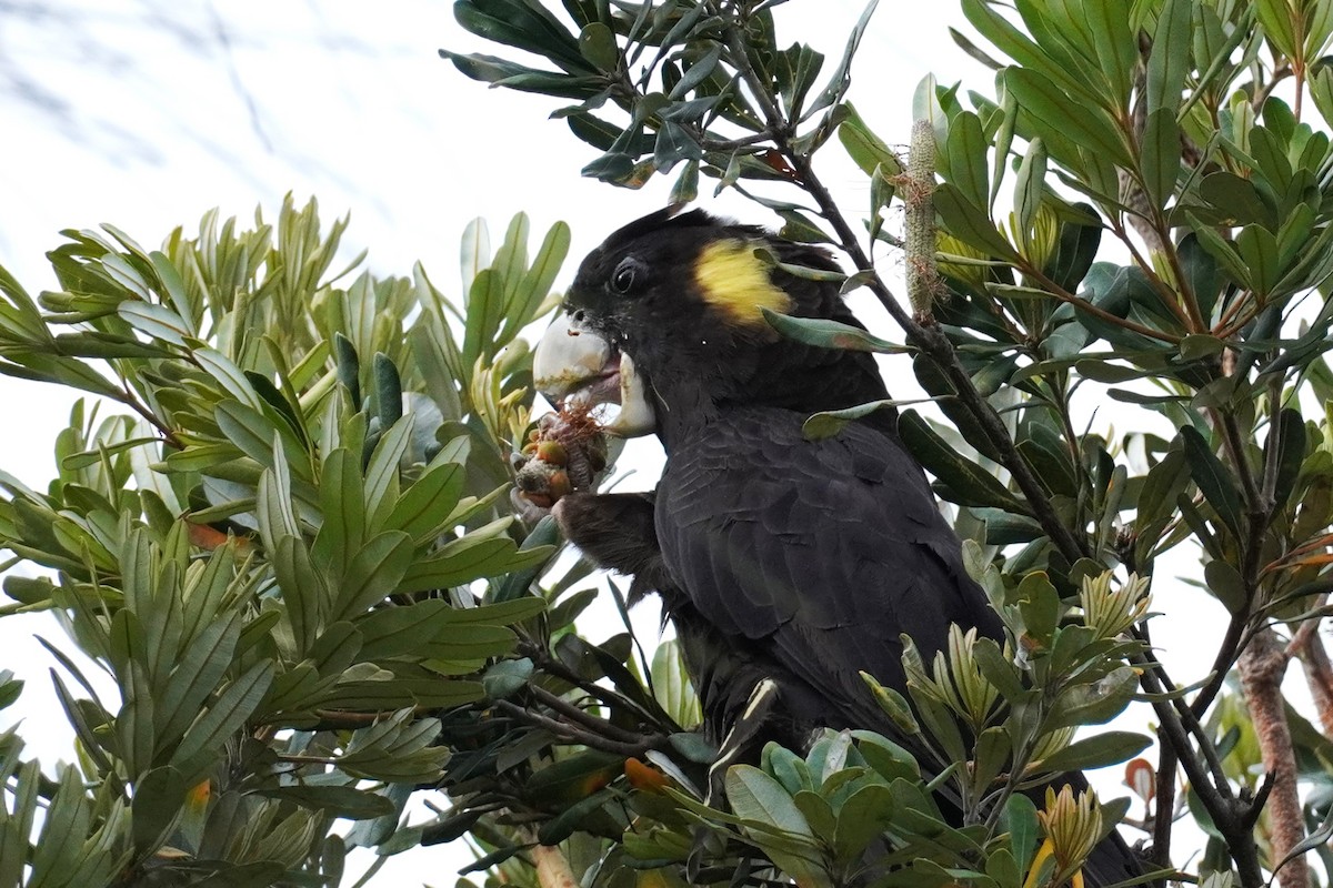 Yellow-tailed Black-Cockatoo - ML508855811