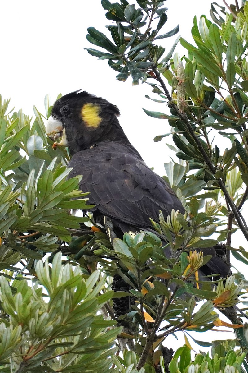 Yellow-tailed Black-Cockatoo - ML508855821