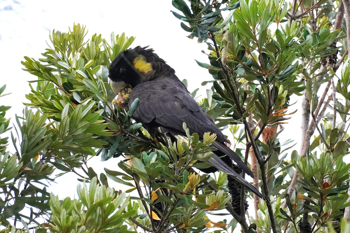 Yellow-tailed Black-Cockatoo - ML508855841