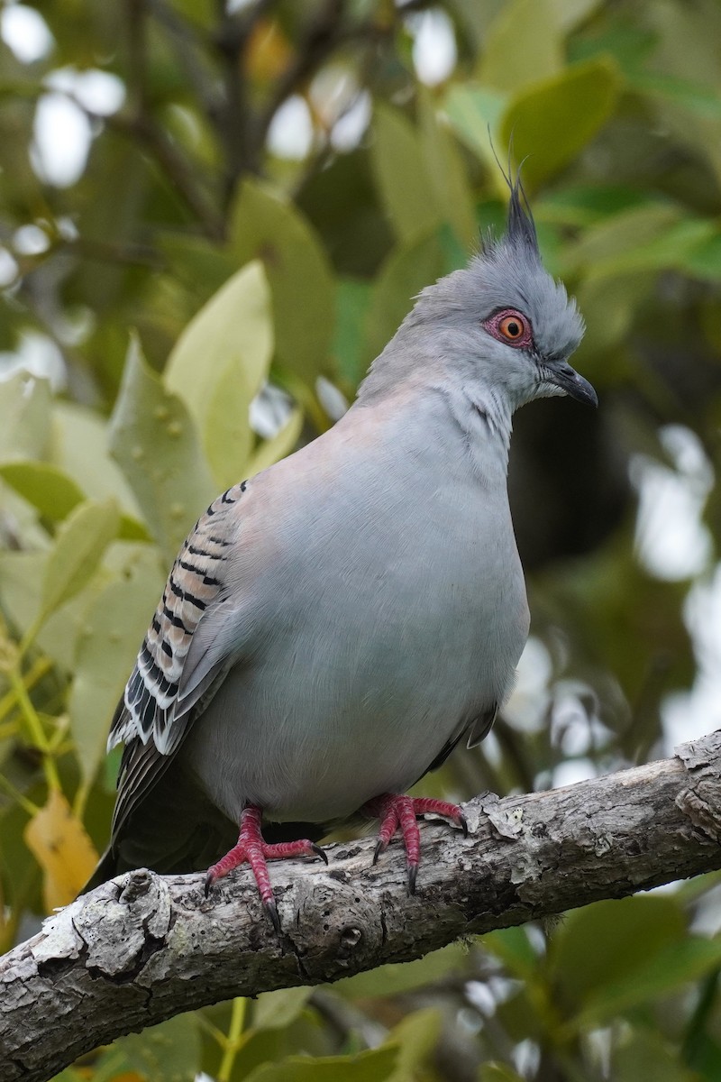 Crested Pigeon - ML508859751