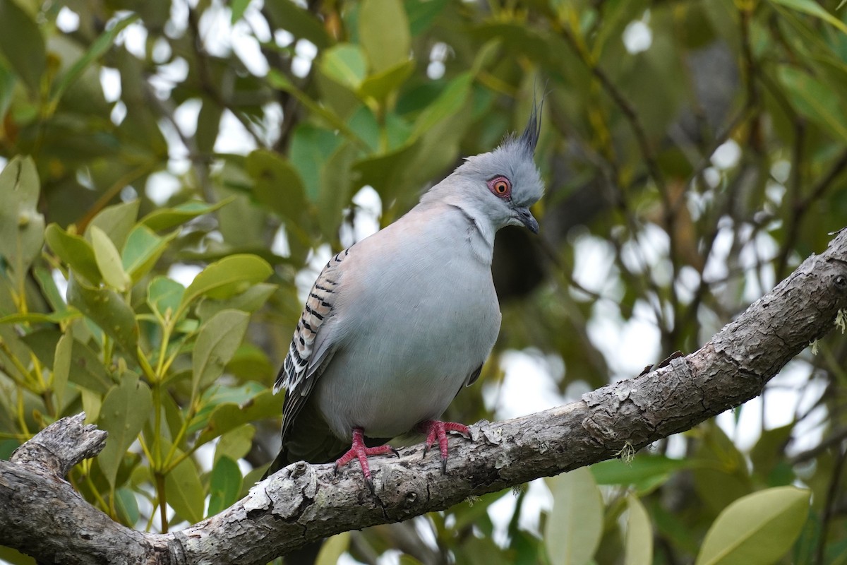 Crested Pigeon - ML508859761