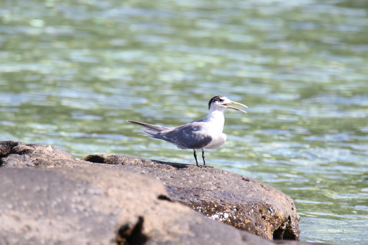 Great Crested Tern - ML508863481