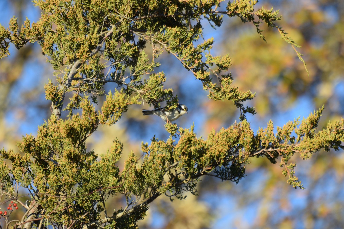 EBird Checklist - 26 Nov 2022 - Edwin B. Forsythe NWR (formerly Brig ...