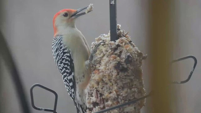 Red-bellied Woodpecker - ML508868431