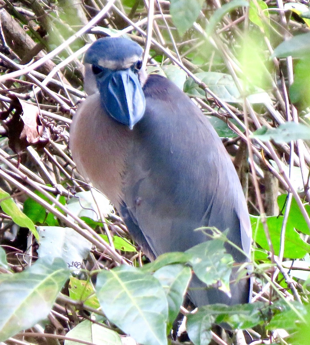 Boat-billed Heron - ML508869621