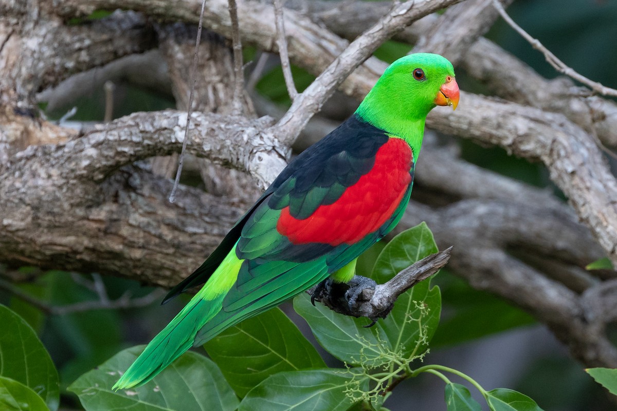 Red-winged Parrot - Dana Cameron