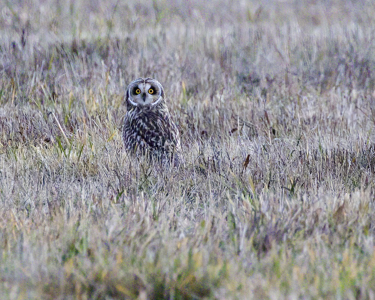 Short-eared Owl - ML508875961