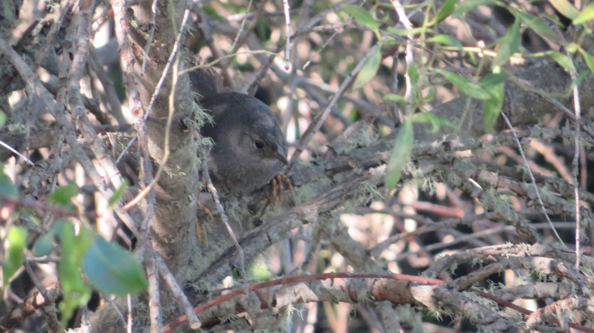 Ochre-flanked Tapaculo - ML508878001