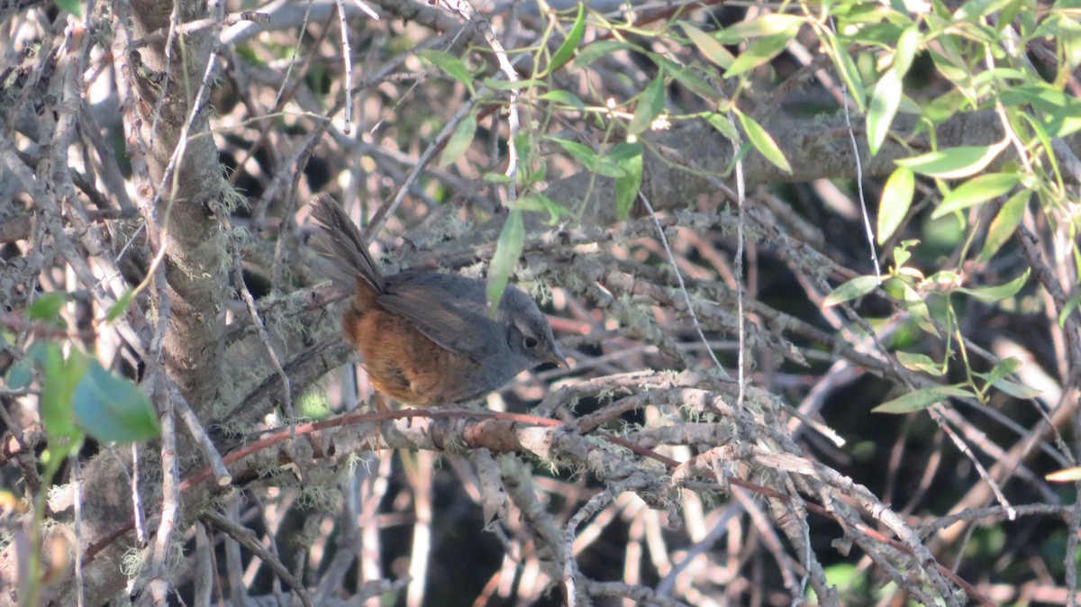 Ochre-flanked Tapaculo - ML508878011