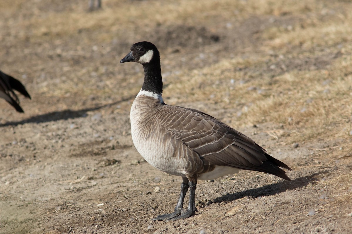 Cackling Goose (Aleutian) - Johnny Bovee