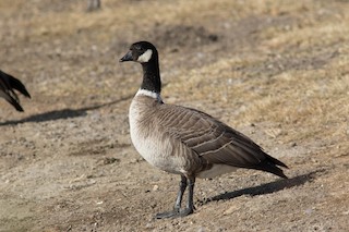 Cackling Goose (Aleutian), ML508878051