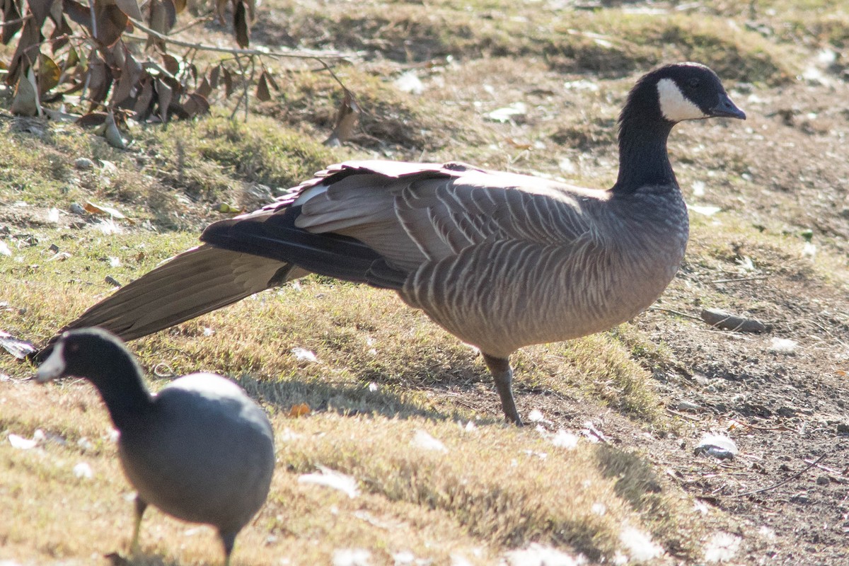 Cackling Goose (minima) - ML508878141
