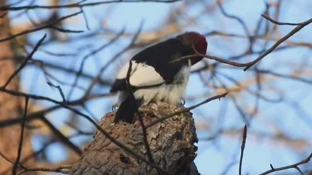 Red-headed Woodpecker - ML508879591