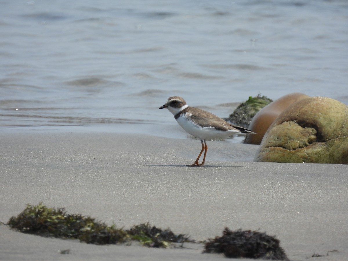 Semipalmated Plover - ML508882321