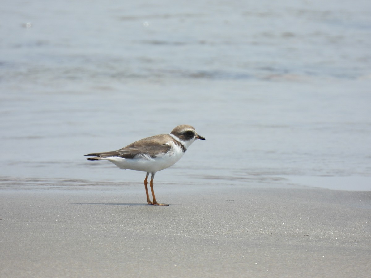 Semipalmated Plover - ML508882331