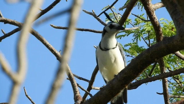 White-throated Magpie-Jay - ML508884781