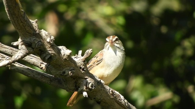 Cinnamon-tailed Sparrow - ML508884801