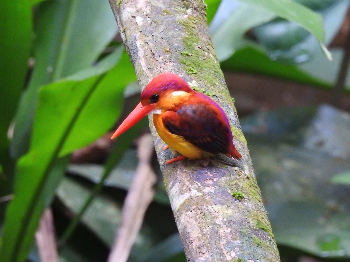 Rufous-backed Dwarf-Kingfisher - Tuck Hong Tang