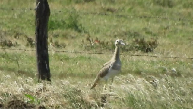 Double-striped Thick-knee - ML508885511
