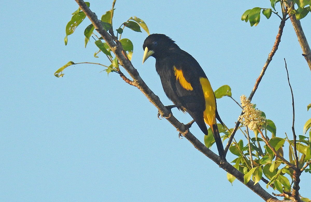 Yellow-rumped Cacique - Jean Iron