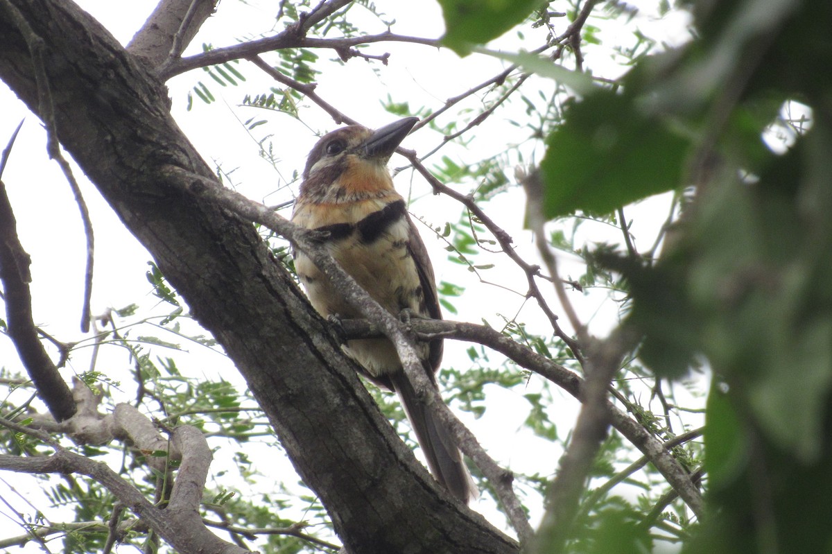 Russet-throated/Two-banded Puffbird - ML508888921