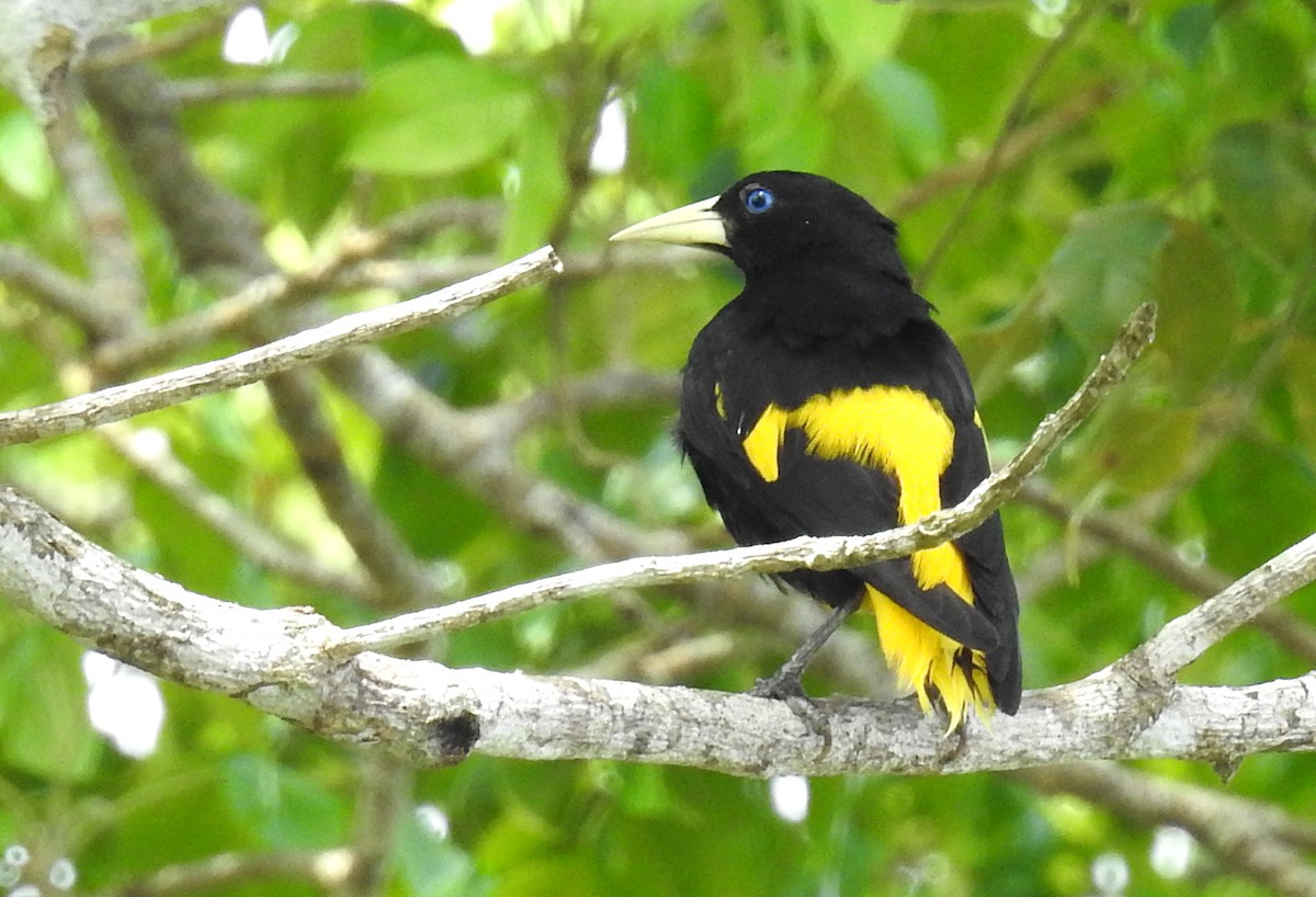 Yellow-rumped Cacique - ML508891711