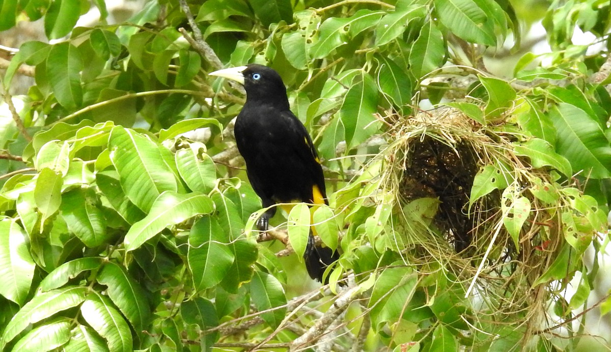 Yellow-rumped Cacique - ML508891721