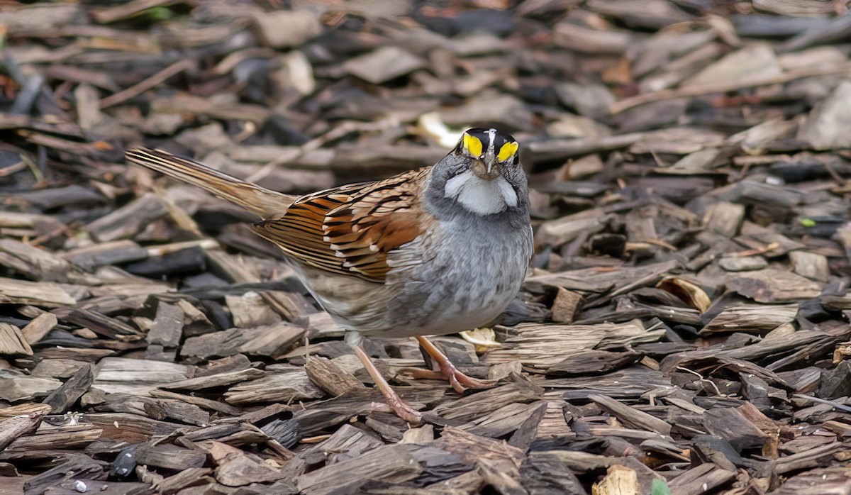 White-throated Sparrow - ML508893751