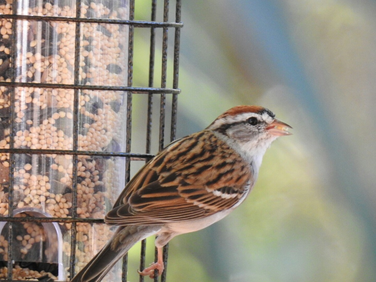 Chipping Sparrow - ML50889381