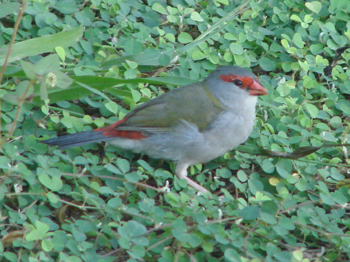 Red-browed Firetail - ML508895091