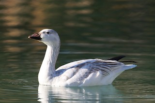 Snow Goose, ML508895181