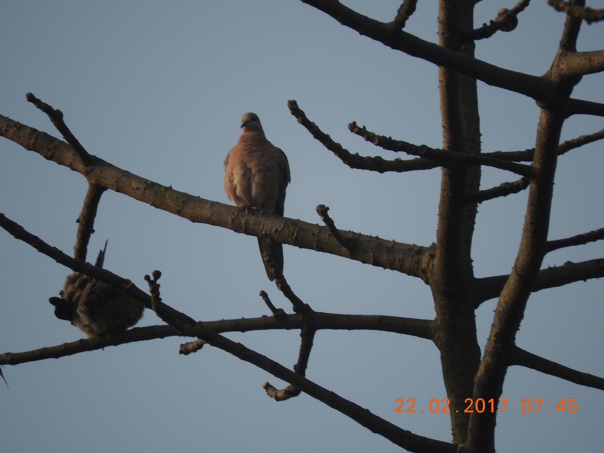 Red Collared-Dove - Srinivasa Shenoy