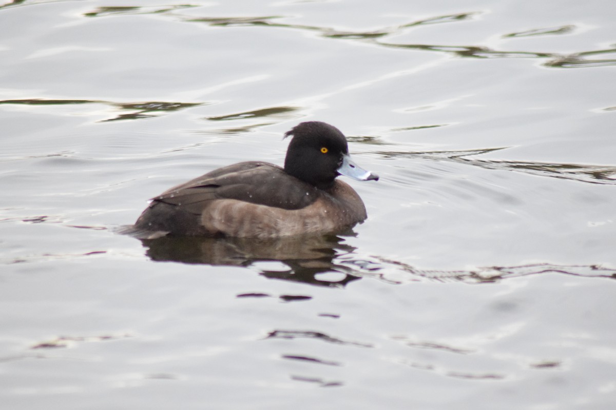 Tufted Duck - ML50890131
