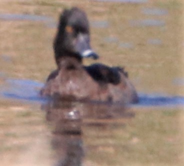 Ring-necked Duck - ML508902391