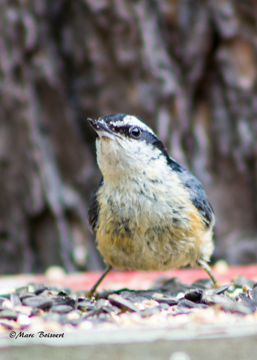 Red-breasted Nuthatch - ML50890341