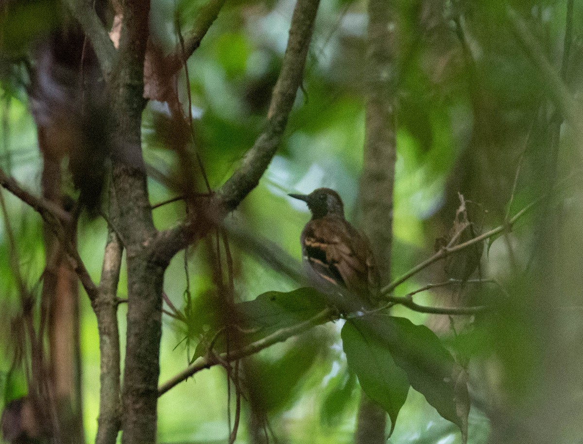 Wing-banded Antbird - ML508905921