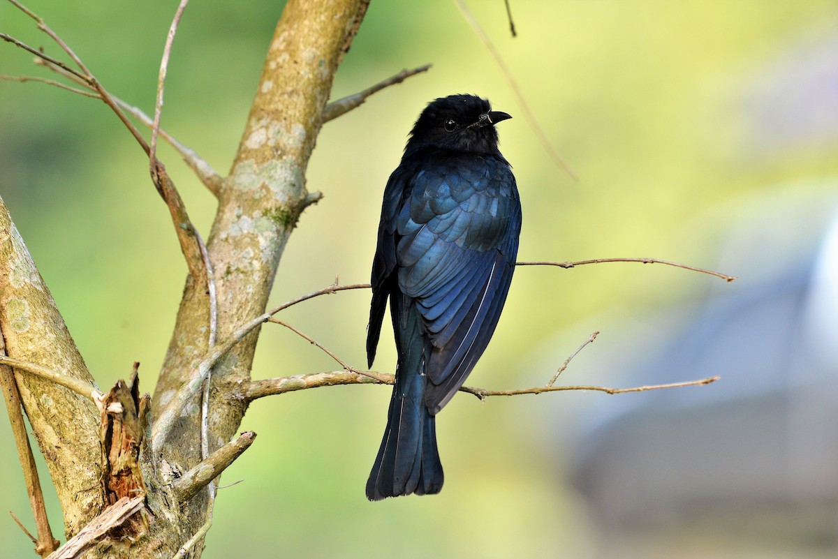 Square-tailed Drongo-Cuckoo - ML508915241