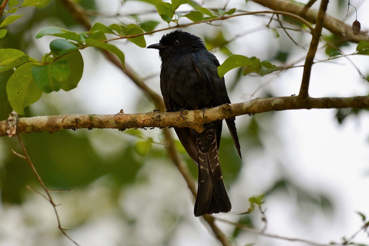 Square-tailed Drongo-Cuckoo - ML508915251