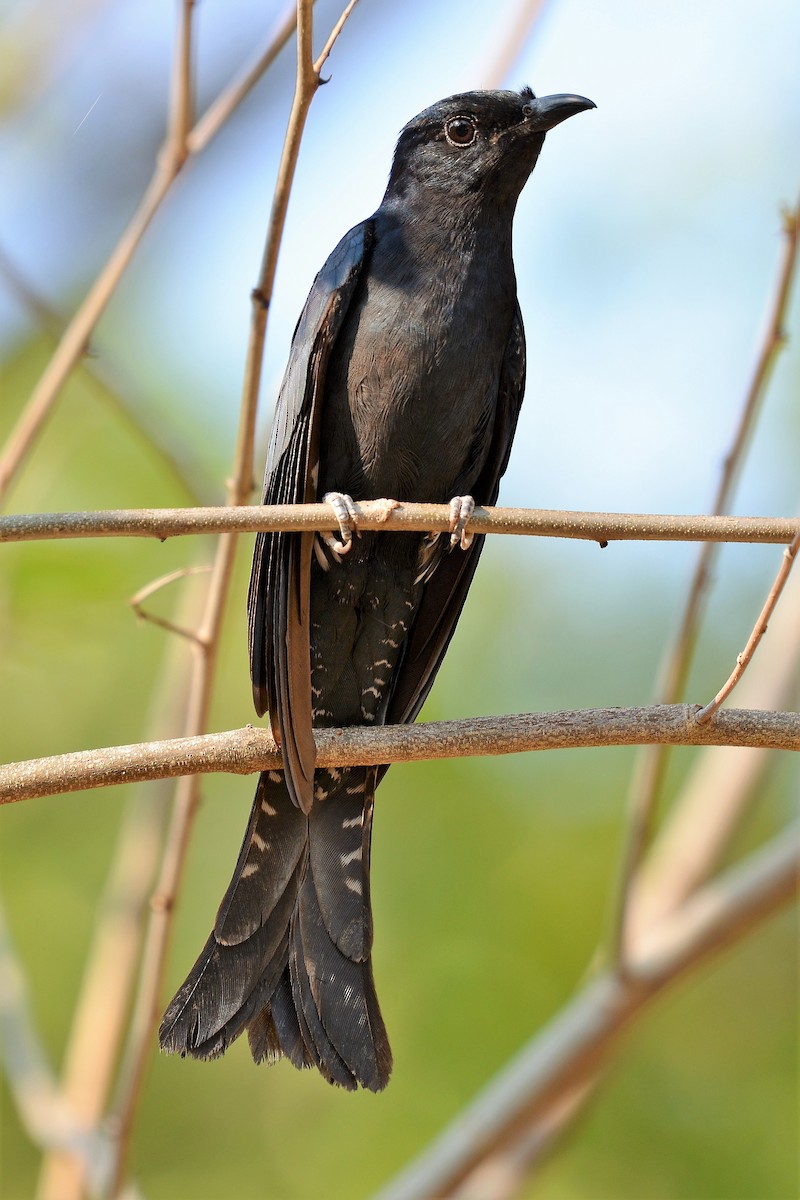 Square-tailed Drongo-Cuckoo - Christian Engel
