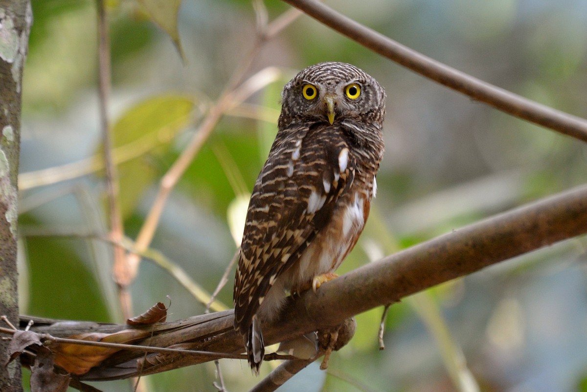 Collared Owlet - ML508915751