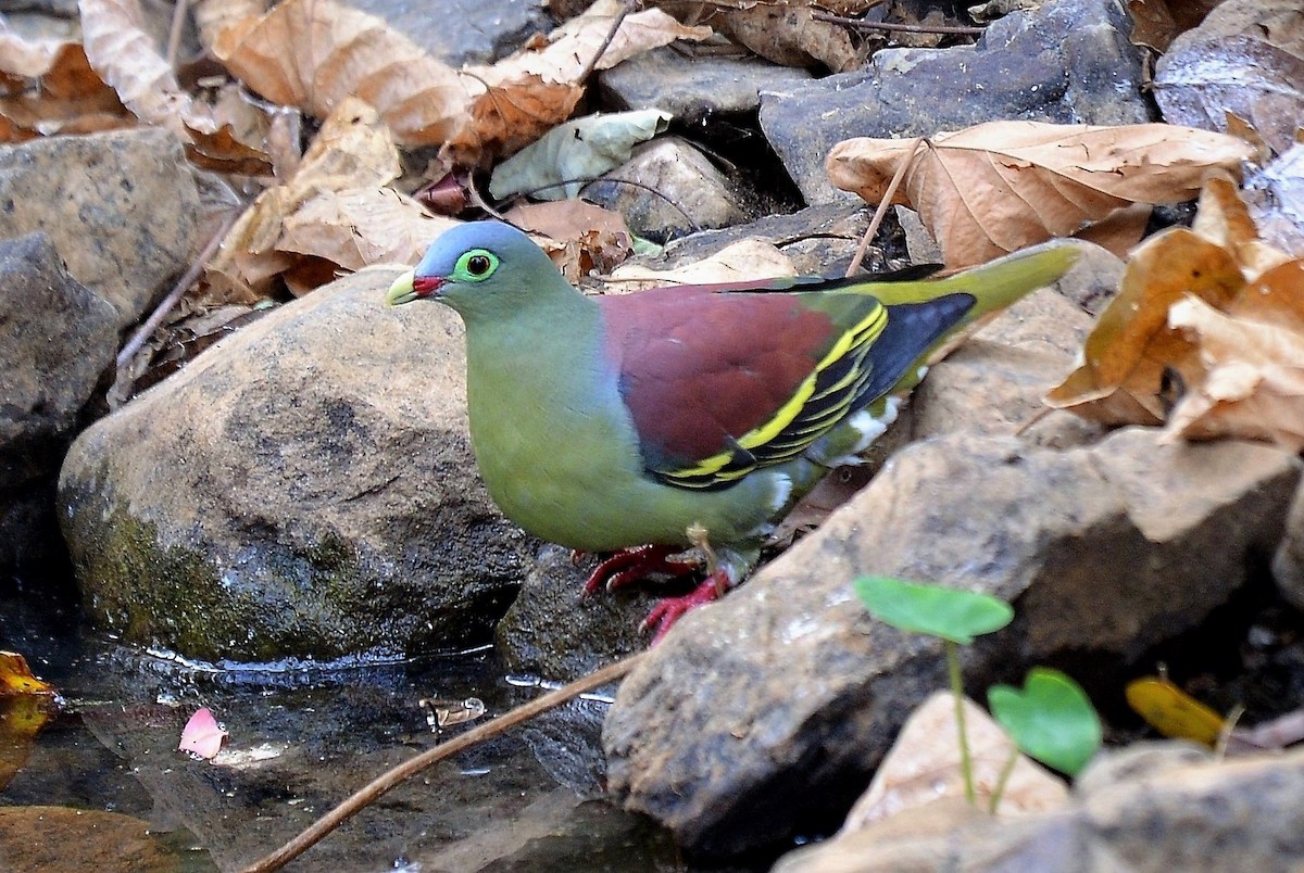 Thick-billed Green-Pigeon - ML508915881