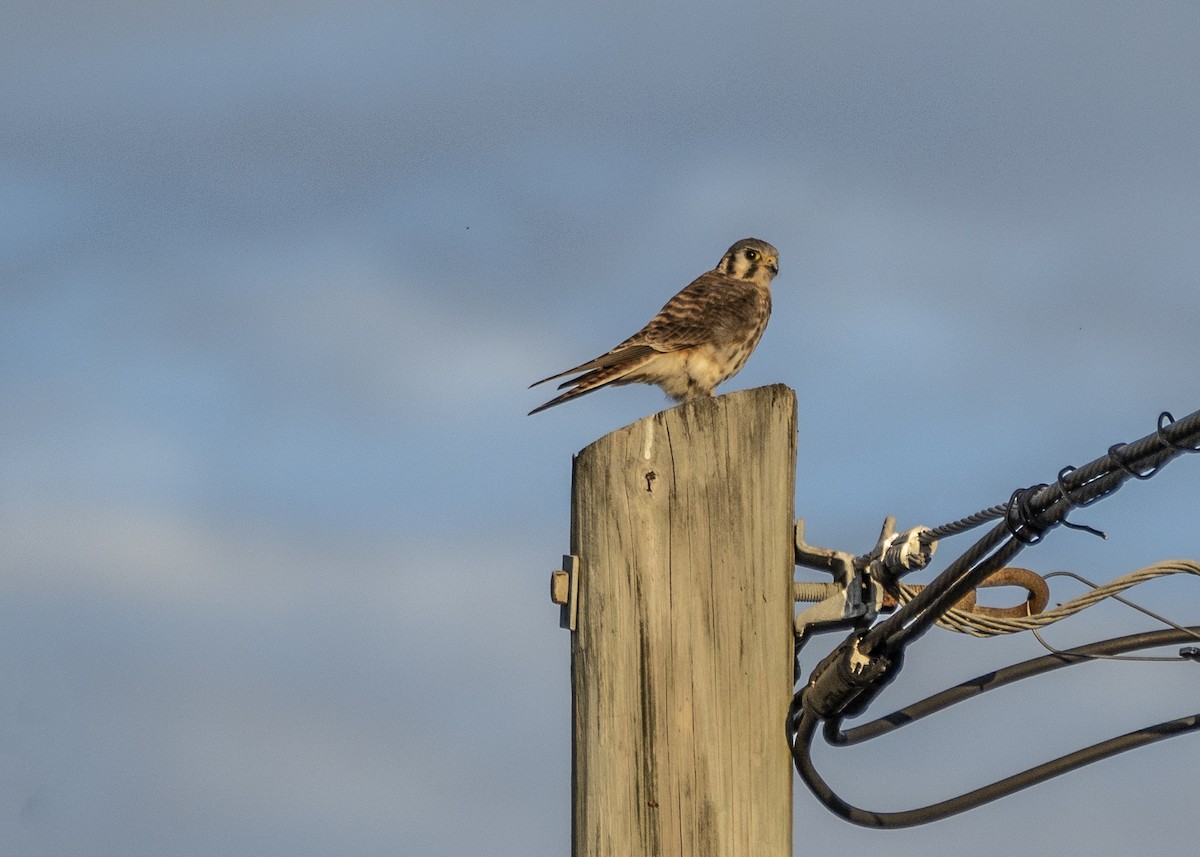 eBird Checklist 23 Nov 2022 Apalachicola Regional Airport 6 species