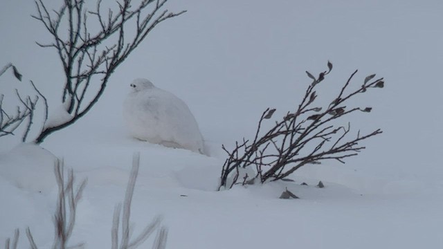 Weißschwanz-Schneehuhn - ML508924521