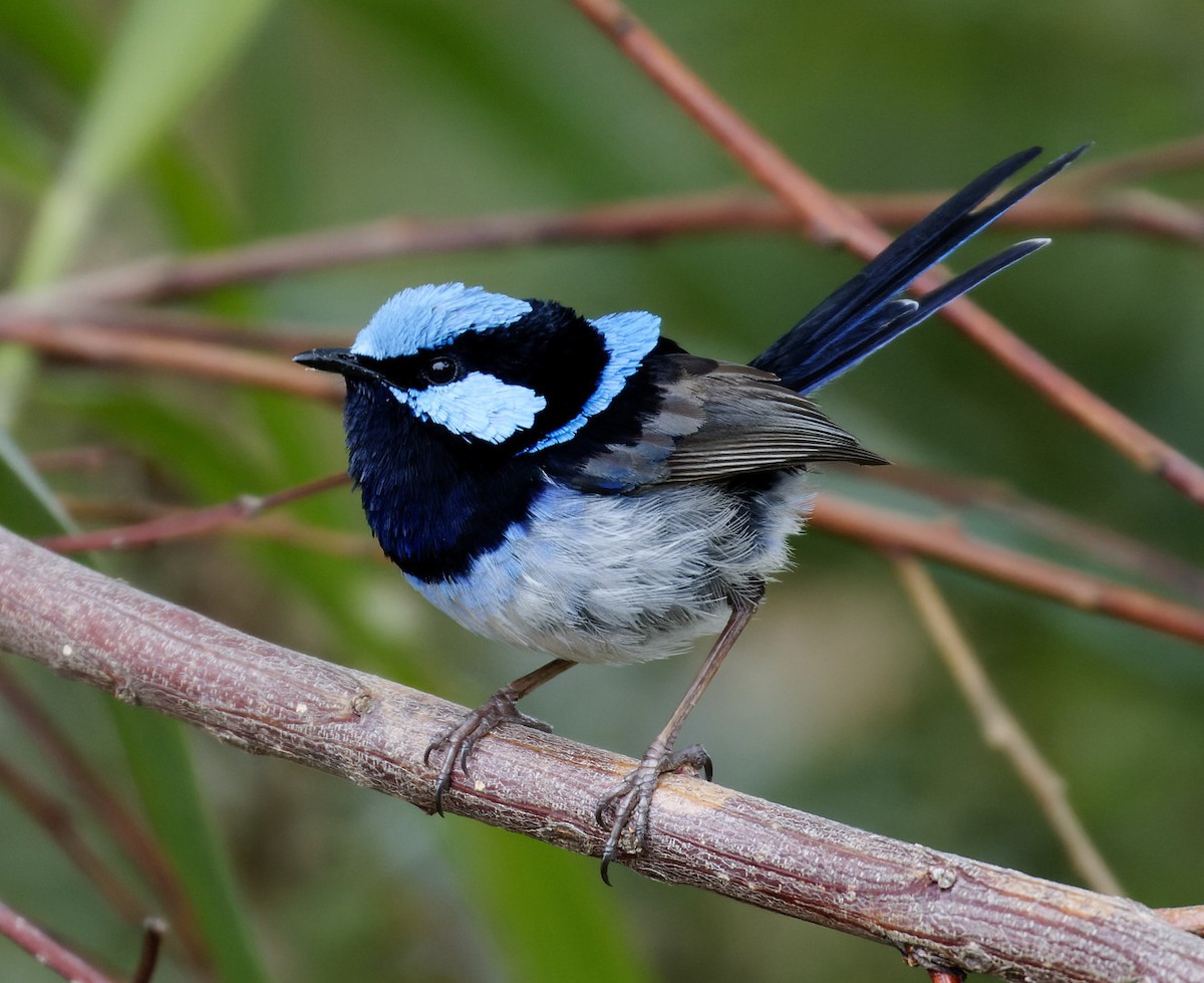 Ebird Checklist - 1 Dec 2022 - Stockyard Point - 42 Species