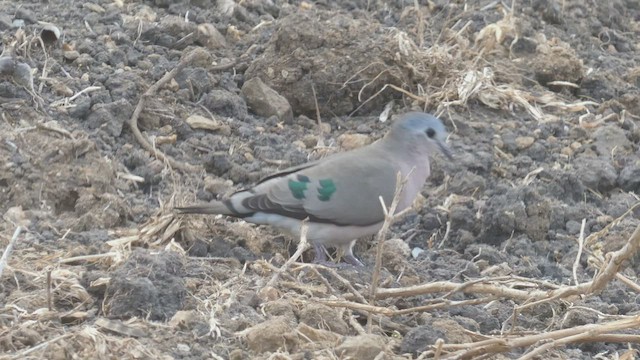 Emerald-spotted Wood-Dove - ML508925371