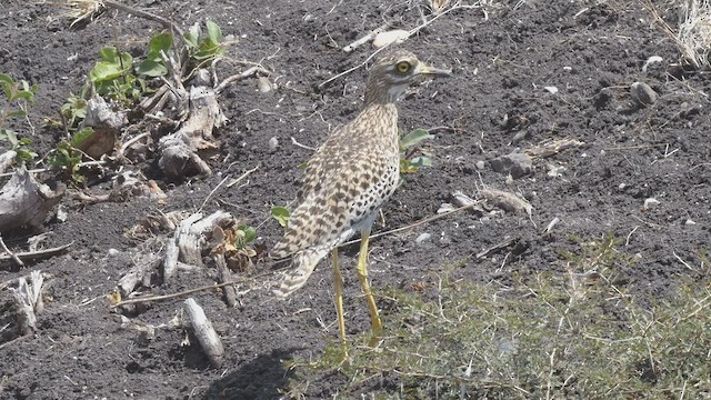 Spotted Thick-knee - ML508925501